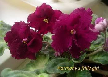 Harmony'sFrillyGirl3