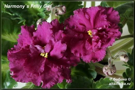 Harmony'sFrillyGirl5