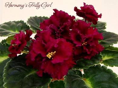 Harmony'sFrillyGirl7