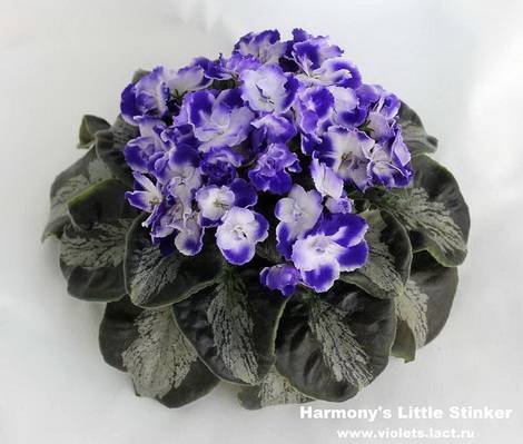 HarmonysLittleStinker1