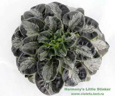 HarmonysLittleStinker4