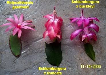 Hatiora-Schlumbergera2
