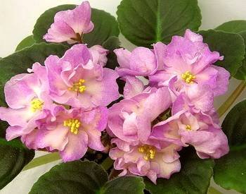 HawaiianPearl2
