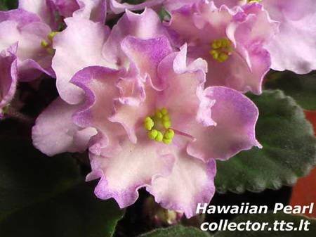 HawaiianPearl4
