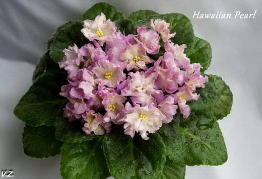 HawaiianPearl5