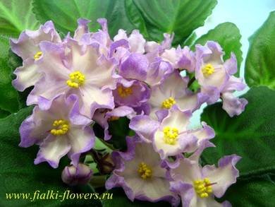 HawaiianPearl7