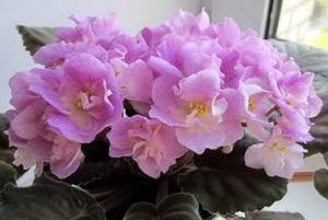 HawaiianPearl9