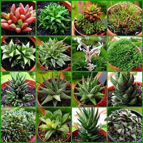 Haworthia5