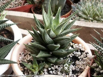 HaworthiaCassytha