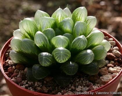 HaworthiaCooperiTruncata