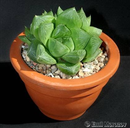 HaworthiaCuspidata1