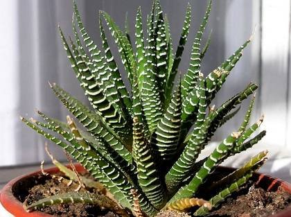 HaworthiaFasciata1