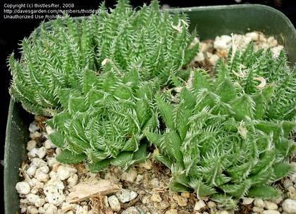 HaworthiaHerbacea1