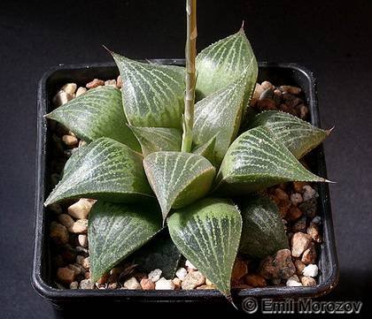 HaworthiaMagnifica1
