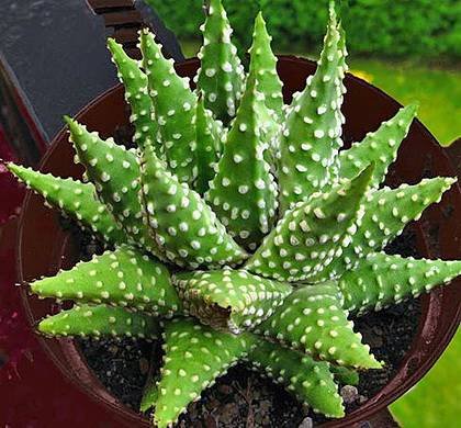 HaworthiaMargaritifera1