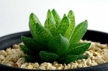 HaworthiaReticulata1