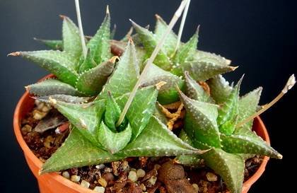 HaworthiaTessellata1