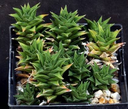 HaworthiaTortuosa1