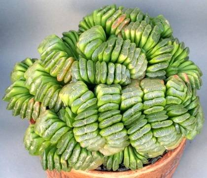 HaworthiaTruncata1