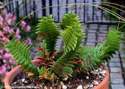 HaworthiaViscosa1