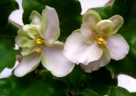 Heartland'sLimeSherbet1