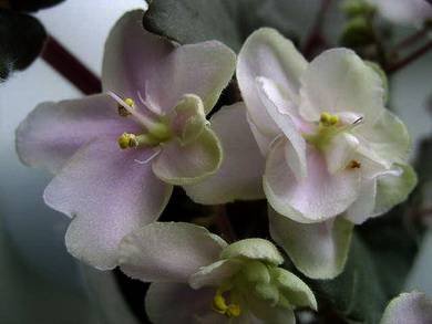 Heartland'sLimeSherbet4