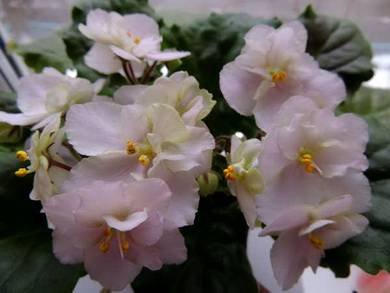 Heartland'sLimeSherbet5