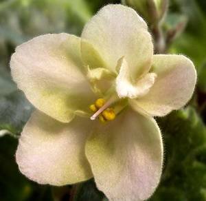 Heartland'sLimeSherbet9