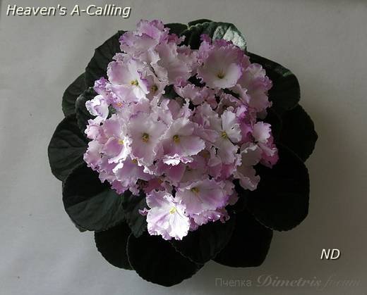 Heaven'sA-calling5