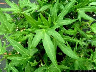 Hedera Anita