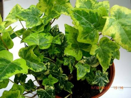 Hedera1