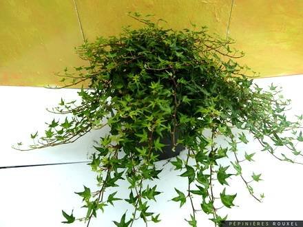 Hedera11