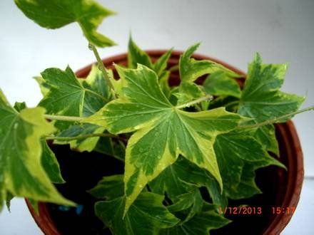 Hedera12