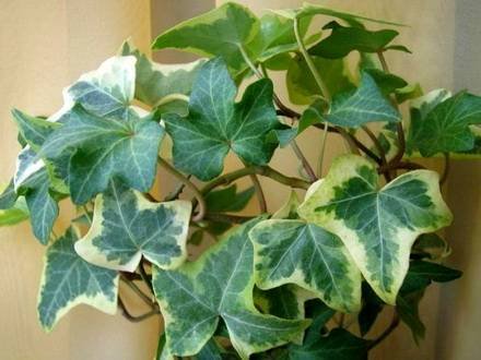 Hedera2