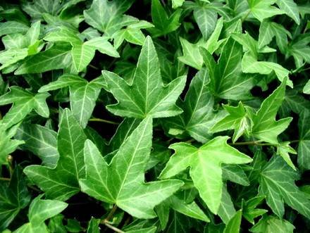 Hedera33