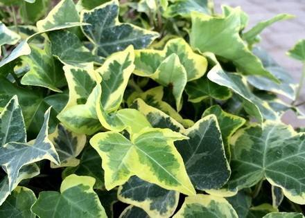 Hedera4