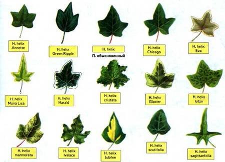 Hedera6