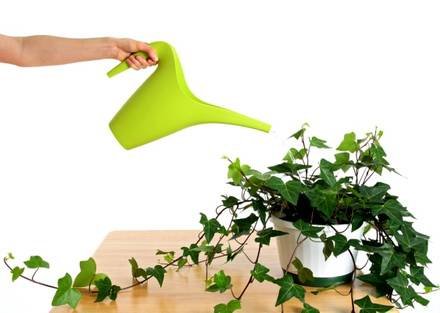 Hedera9