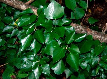 HederaColchica