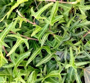 HederaSagittifolia