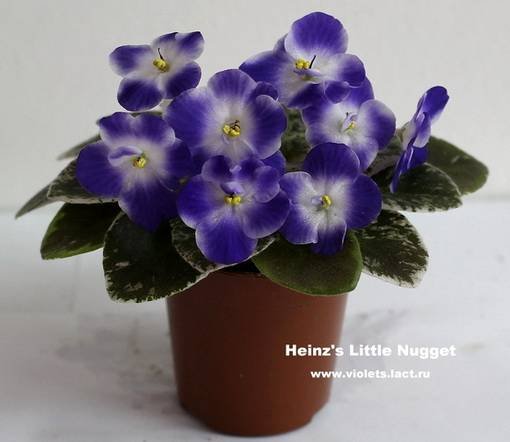 Heinz'sLittleNugget5