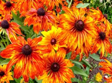Helenium1