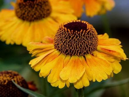Helenium10