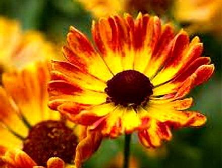 Helenium12