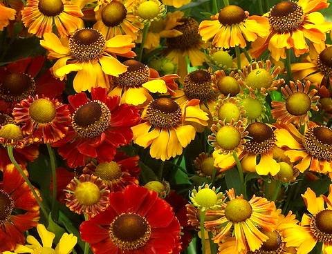 Helenium13