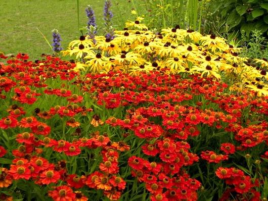 Helenium15