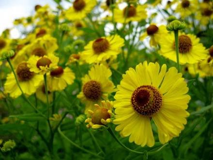 Helenium2