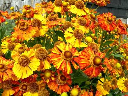 Helenium3