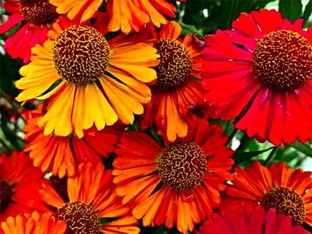 Helenium4
