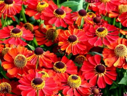 Helenium5